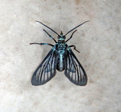 Saurita tipulina