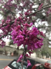 Cercis canadensis