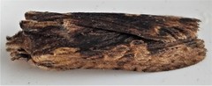 Lithophane hemina
