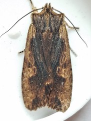 Lithophane hemina