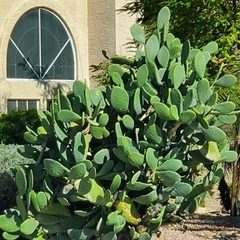 Opuntia