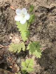 Phacelia viscida albiflora