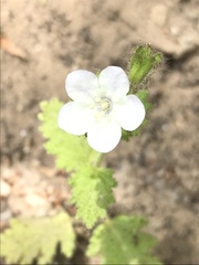 Phacelia viscida albiflora