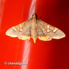 Prophantis adusta