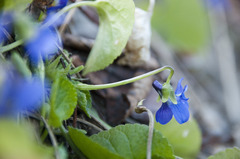 Viola suavis
