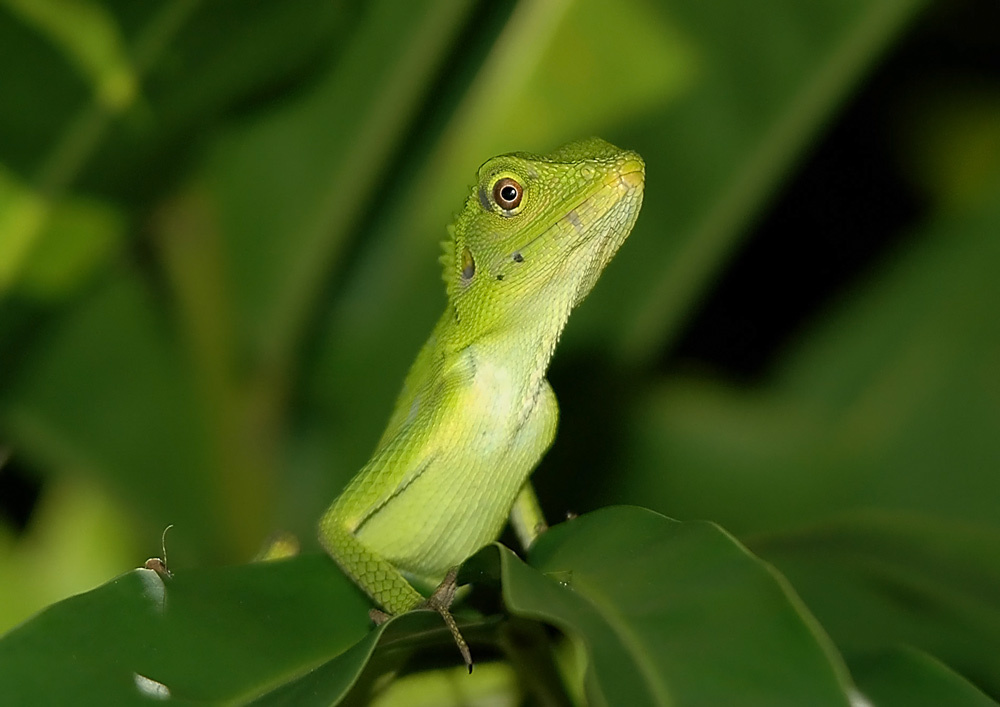 Green Crested Lizard from borneo rainforest lodge on September 29, 2005 ...