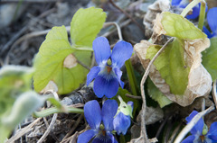 Viola suavis