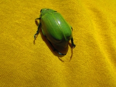 Chrysina modesta