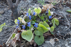 Viola suavis