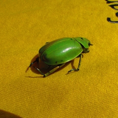 Chrysina modesta