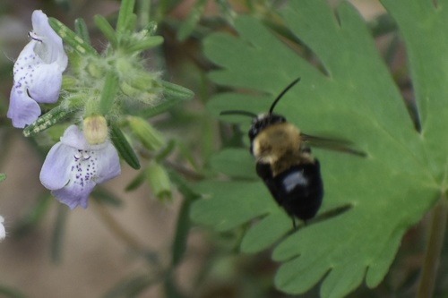 Habropoda laboriosa image
