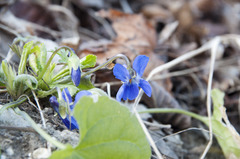 Viola suavis