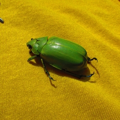 Chrysina modesta