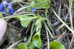 Viola suavis