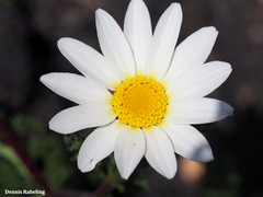 Glebionidinae
