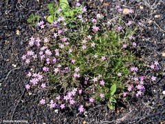 Spergularia fimbriata