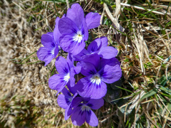 Viola alpina