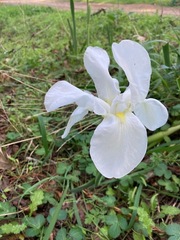 Iris albicans