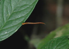 Haemadipsa picta
