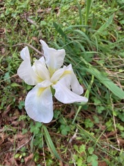 Iris albicans