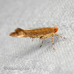 Pyroderces
