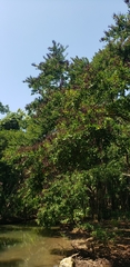 Lonchocarpus hondurensis