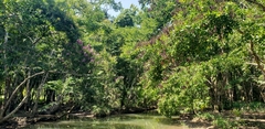 Lonchocarpus hondurensis