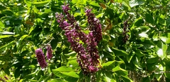 Lonchocarpus hondurensis