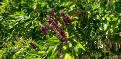 Lonchocarpus hondurensis