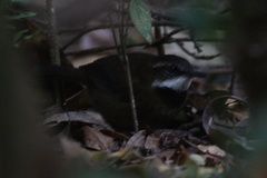 Fernwren photo 2