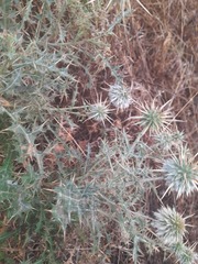 Echinops echinatus