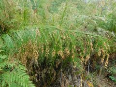 Restio subverticillatus