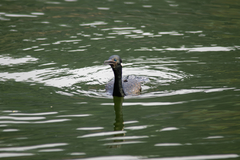 Phalacrocorax fuscicollis