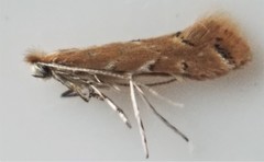 Cremastobombycia solidaginis