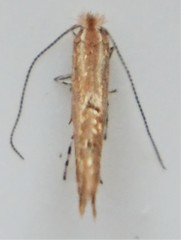 Cremastobombycia solidaginis