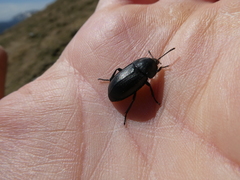 Ablattaria laevigata