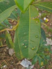 Pseudophacopteron tuberculatum