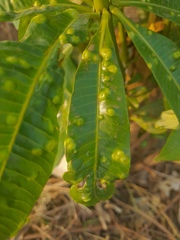 Pseudophacopteron tuberculatum