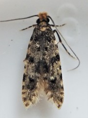 Homosetia marginimaculella