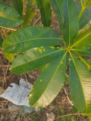 Pseudophacopteron tuberculatum