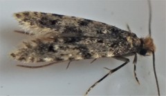 Homosetia marginimaculella