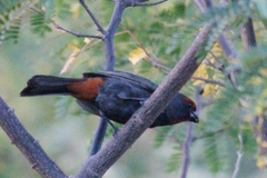 Melopyrrha violacea