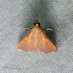 Endotricha olivacealis