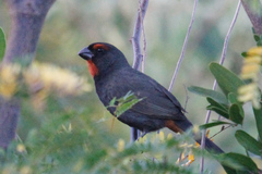 Melopyrrha violacea