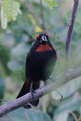 Melopyrrha violacea