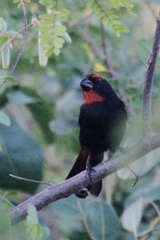 Melopyrrha violacea