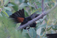 Melopyrrha violacea