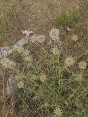 Echinops echinatus