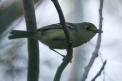 Vireo crassirostris