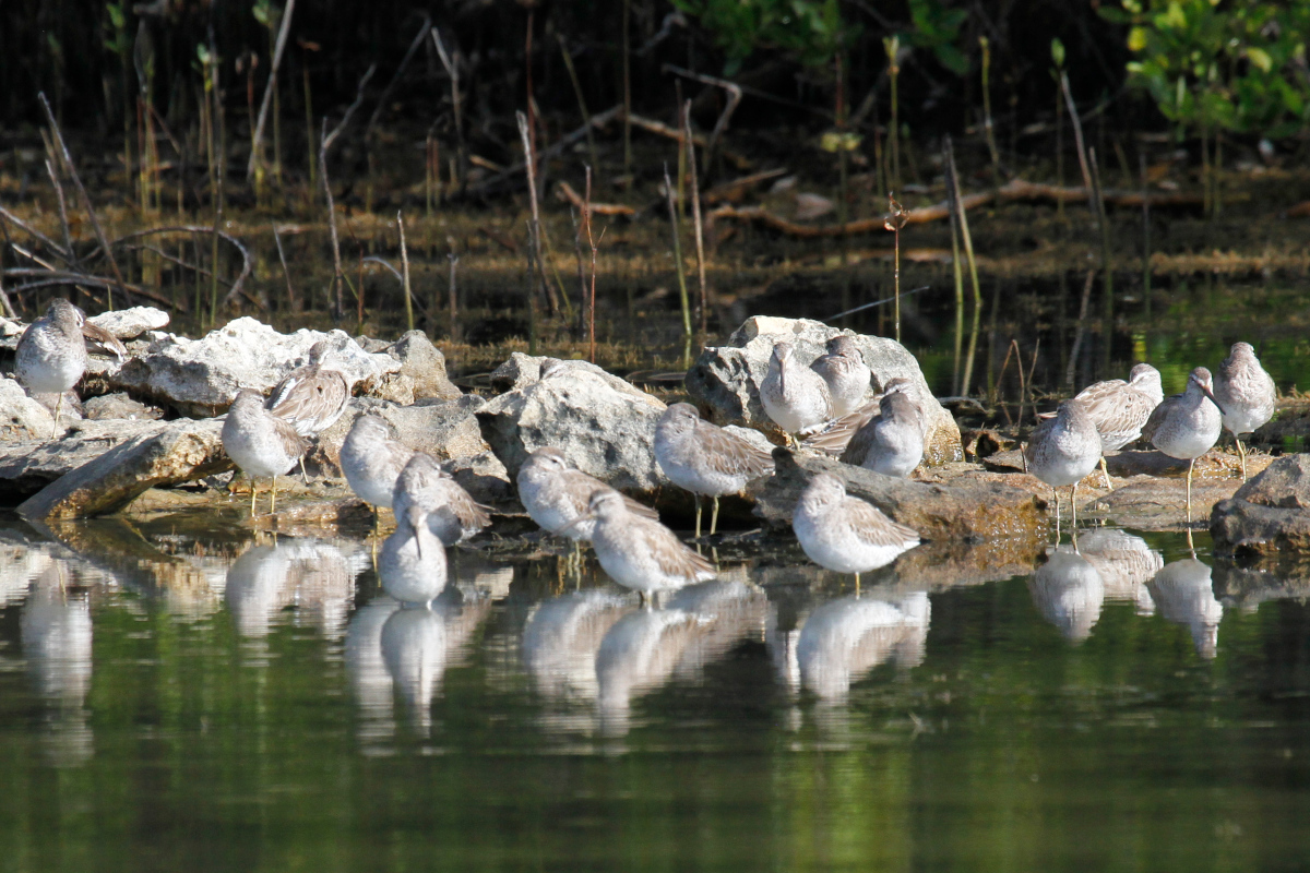 Short-billed Dowitcher